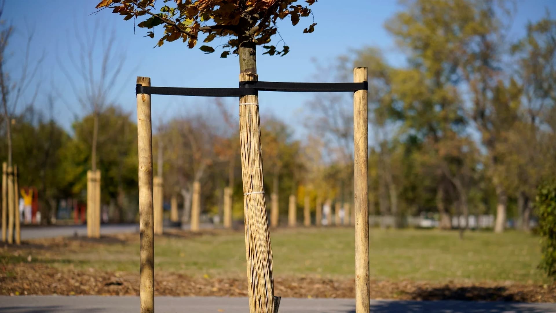Tree Stakes & Tree Ties